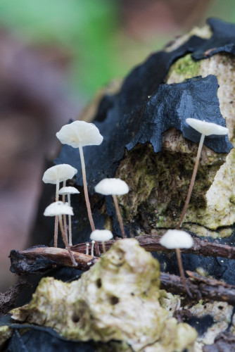 Marasmiaceae_Marasmius epiphyllus 1-2.jpg