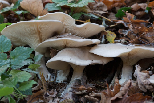 Tricholomataceae_Clitocybe nebularis 1-2.jpg