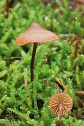 Cortinariaceae_Galerina triscopa cf 3-2.jpg