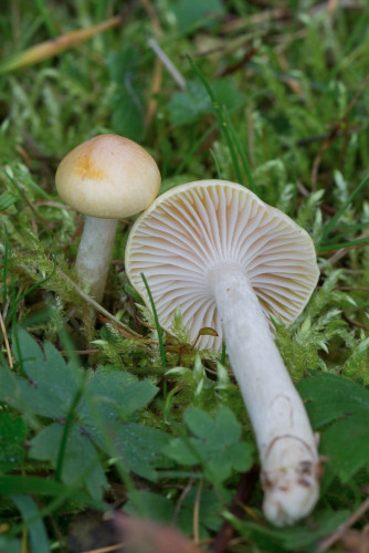 Hygrophoraceae_Cuphophyllus pratensis 5-2.jpg