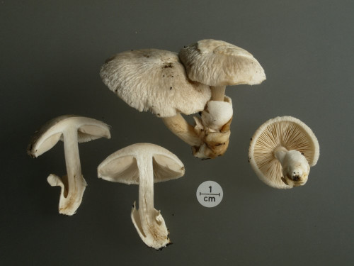 Volvariella surrecta;Studio.JPG