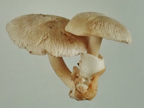 Volvariella surrecta,Studio.JPG