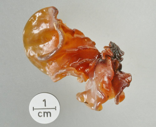 Tremella foliacea,Studio.JPG