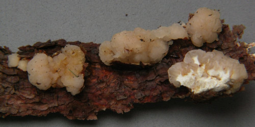 Tremella encephala.JPG