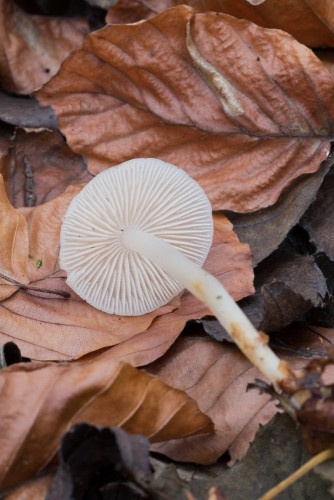 Tricholomataceae_Mycena pura f alba 2-2.jpg