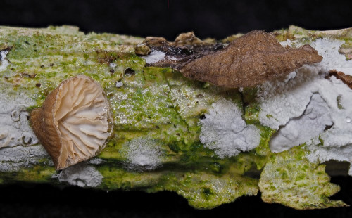 Hohenbuehelia cf. cyphelliformis.jpg