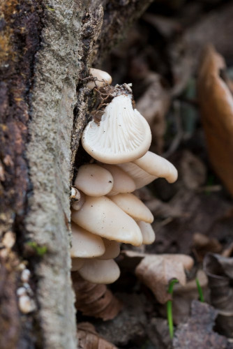 Pleurotaceae_Pleurotus ostreatus 2.jpg