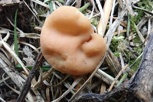 Gyromitra cf. leucoxantha (Bres.) Harm. auf Erdboden bei Picea abies<br />Sp. noch nicht reif; G. leucoxantha hier schon öfters gefunden