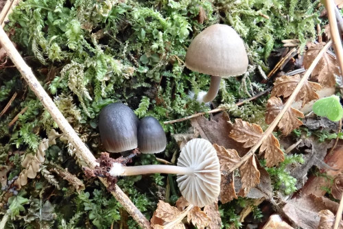 Mycena flos-niveum Kühner <br />typisch striegelige Basis