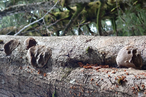 Phellinus sp. an Alnus incana - Foto sollte aufrecht sein