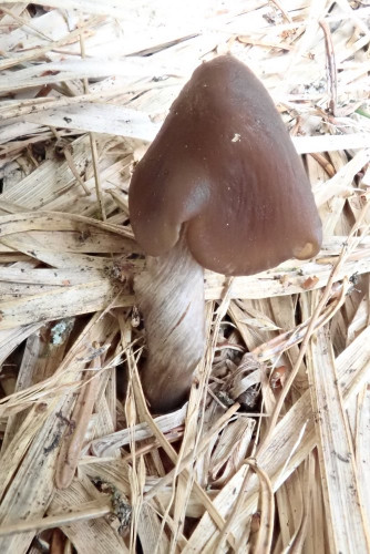 Entoloma hirtipes - schwere Geburt