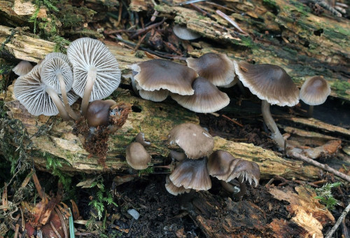 Mycena flos-niveum.jpg