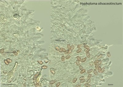 Hypholoma-olivaceotinctum.jpg