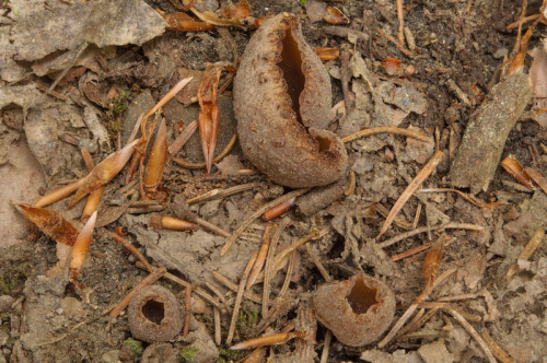 2020-05-09-Schwarzkogel-Schönegg-Semriach-0004.png