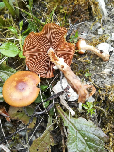 Conocybe (Pholiotina) aporos.