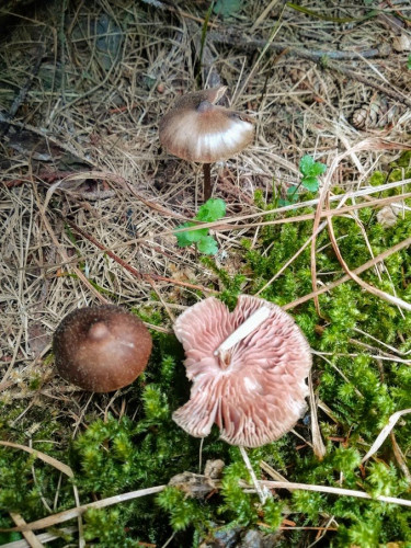 Entoloma vernum