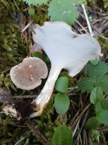 Maiporling - Polyporus ciliatus.jpg