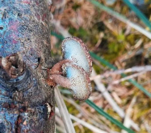 LENTINUS BRUMALIS Winterporling.jpg