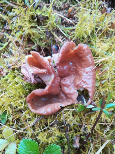 Gyromitra ancillis alt.jpg