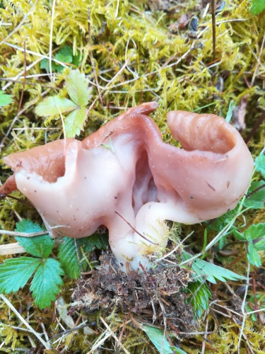 Gyromitra ancillis seitlich.jpg