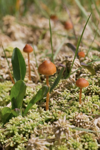 Strophariaceae_Galerina paludosa cf 1-2.jpg