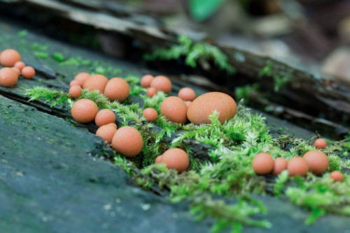 Enteridiidae_Lycogala epidendrum 1-2.jpg