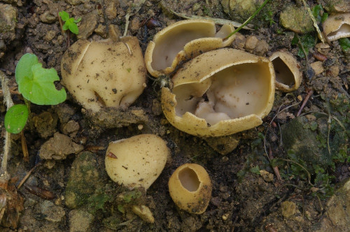 2020-06-11-Lücklgraben, Kehrergraben, Rein-0039.jpg