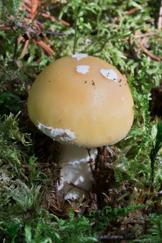 Amanitaceae_Amanita gemmata 1-2.jpg