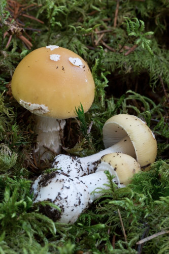 Amanitaceae_Amanita gemmata 2-2.jpg