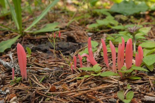 2020-07-12-Hebalm, Schwarzkogel-0001.jpg