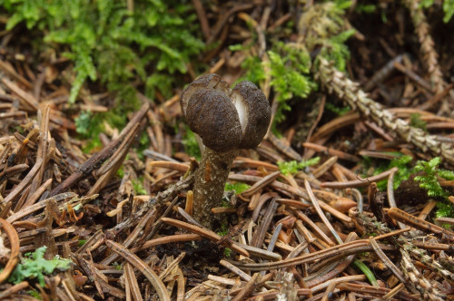 2020-07-12-Hebalm, Schwarzkogel-0017.jpg