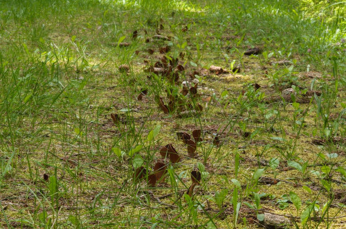 2020-07-12-Hebalm, Schwarzkogel-0022.jpg