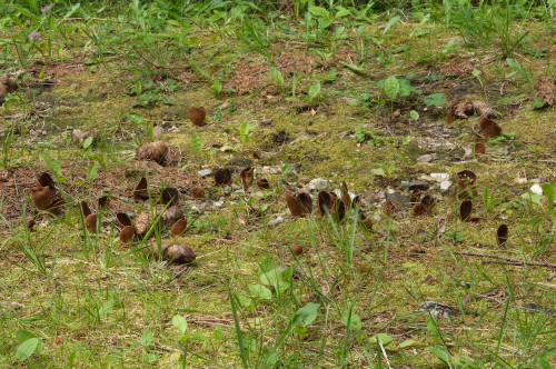 2020-07-12-Hebalm, Schwarzkogel-0023.jpg