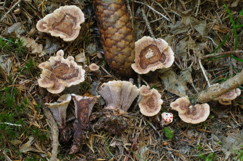 2019-08-13-Gressenberg, Schwanberg-0001.jpg