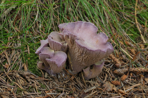 2019-08-13-Gressenberg, Schwanberg-0003.jpg