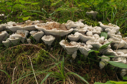 2019-08-13-Gressenberg, Schwanberg-0010.jpg