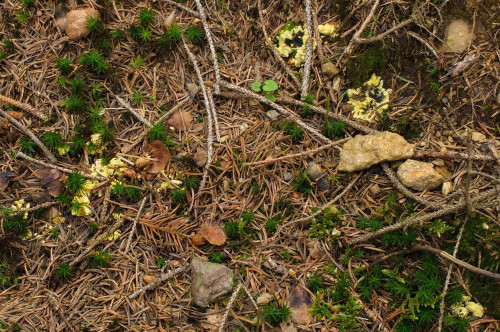 2019-08-13-Gressenberg, Schwanberg-0012.jpg