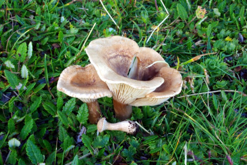 Clitocybe spec. 1