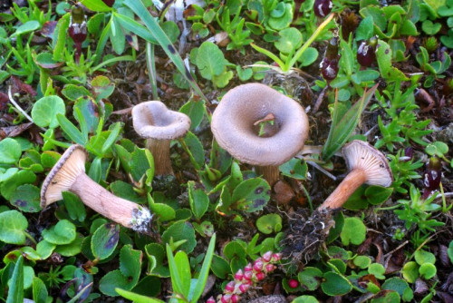 Clitocybe spec. 2 (lateritia?)