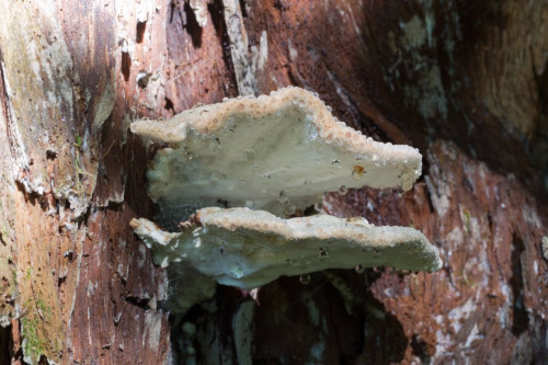 Polyporaceae_Oligoporus guttulatus 1 c-2.jpg