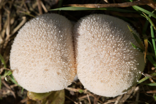 Lycoperdaceae_Lycoperdon sp 1-2.jpg