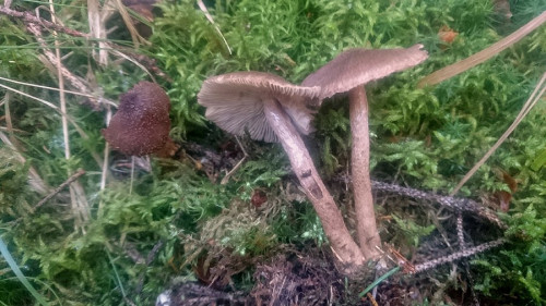 inocybe-stellatospora.jpg