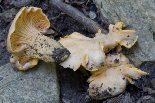 Cantharellaceae_Cantharellus pallens 1 b-2.jpg