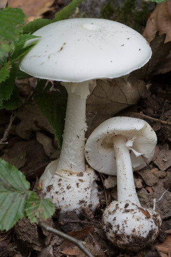 Amanitaceae_Amanita phalloides var alba 1-2.jpg