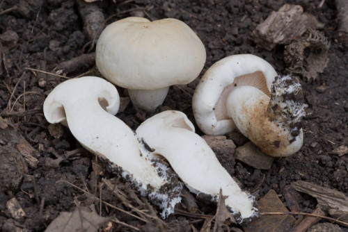 Hygrophoraceae_Hygrophorus penarius 1-2.jpg