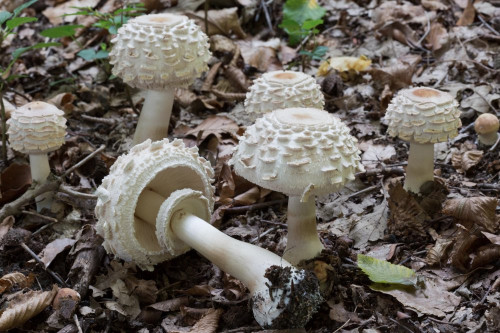 Agaricaceae_Chlorophyllum rhacodes cf 1-2.jpg