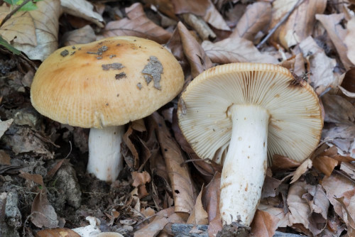 Russulaceae_Russula laurocerasi 2-2.jpg