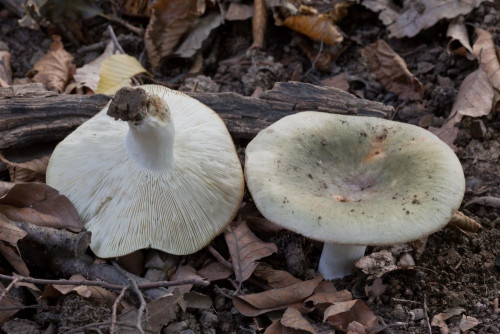 Russulaceae_Russula heterophylla cf 1-2.jpg