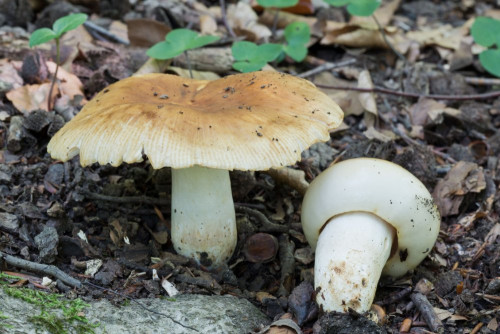 Russulaceae_Russula foetens 1-2.jpg