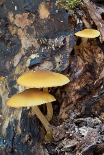 Pluteaceae_Pluteus chrysophaeus 1-2.jpg